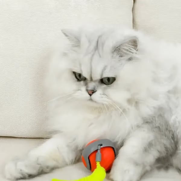 🐕SPEEDY TAIL 2.0🐈